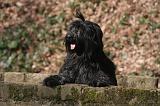 BRIARD 029
